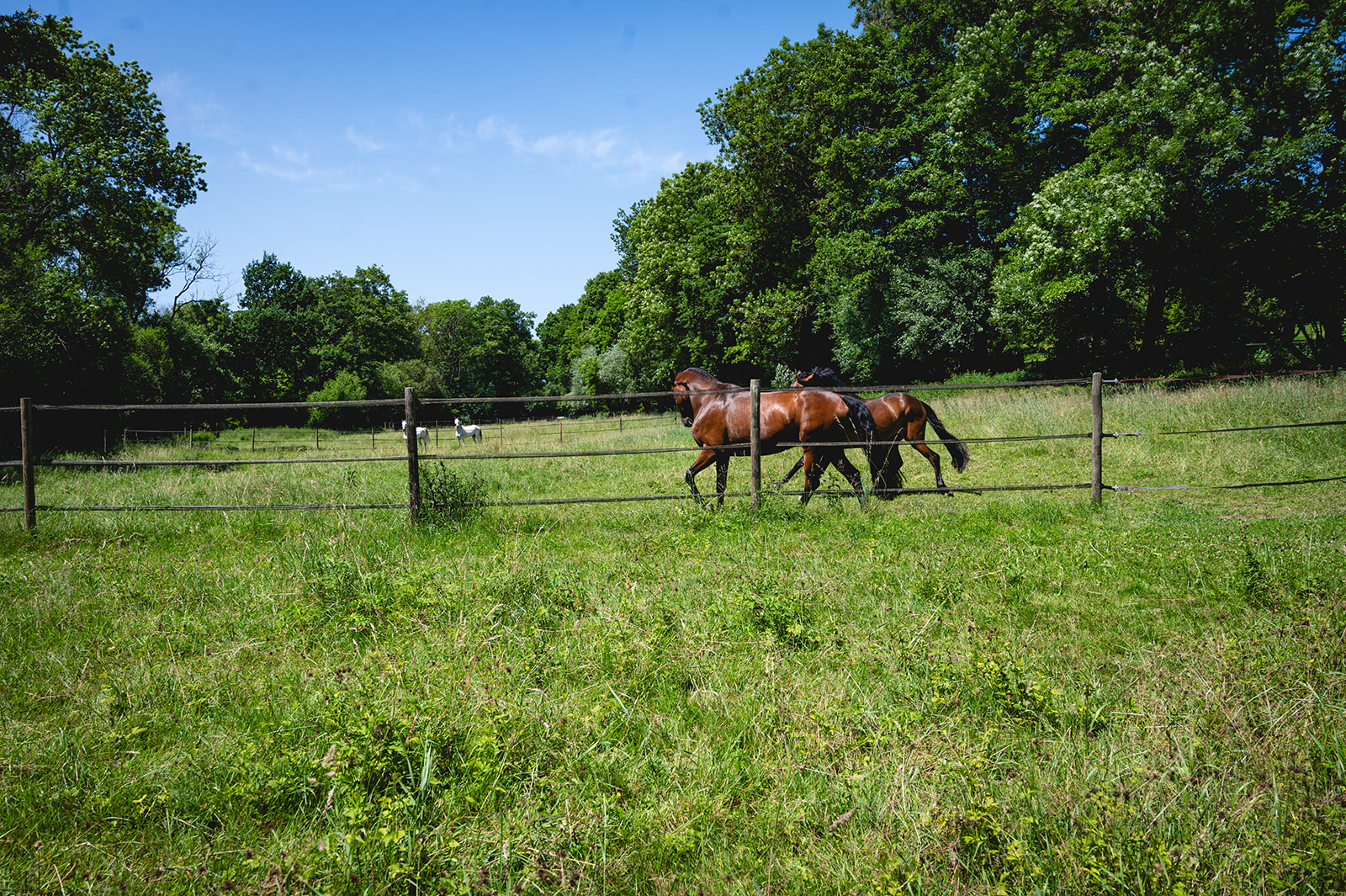 Pferde auf der Weide an der Körschmühle